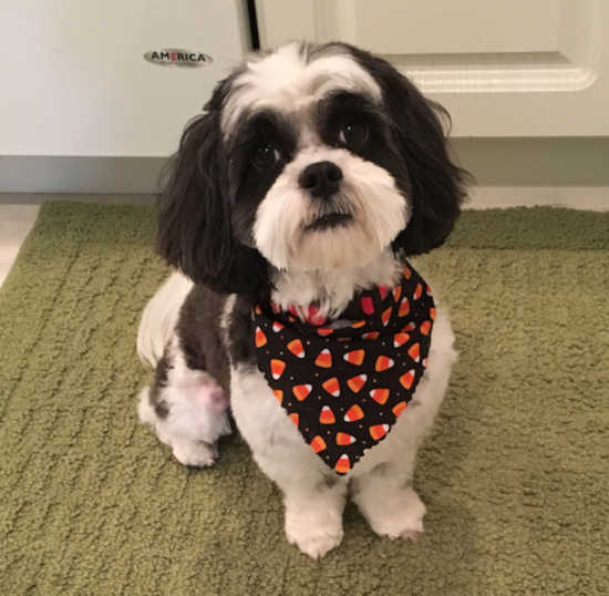 Shih Poo