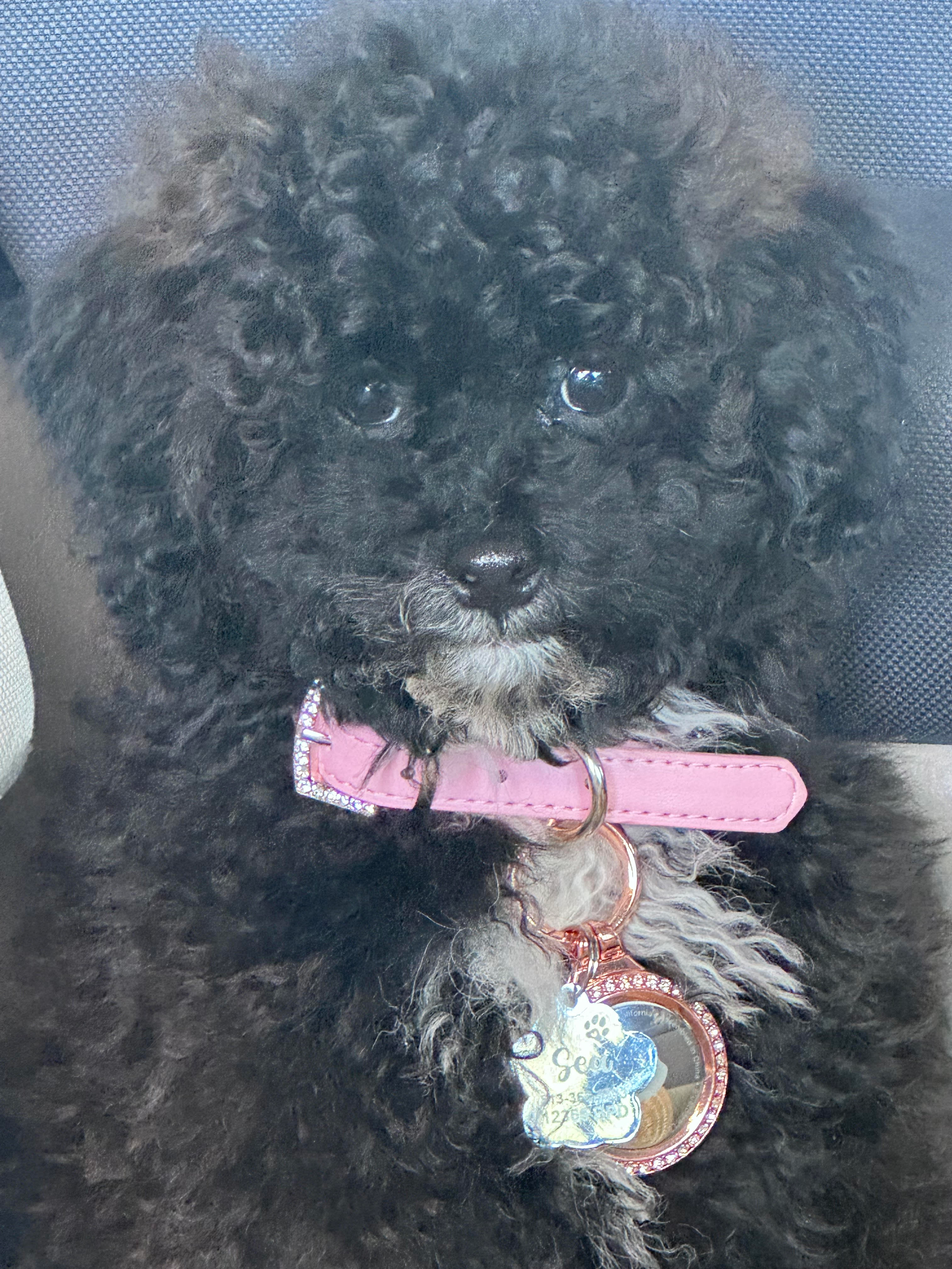 Akc Registered Poodle Purebred Pup