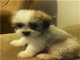 Best Cavapoo Baby