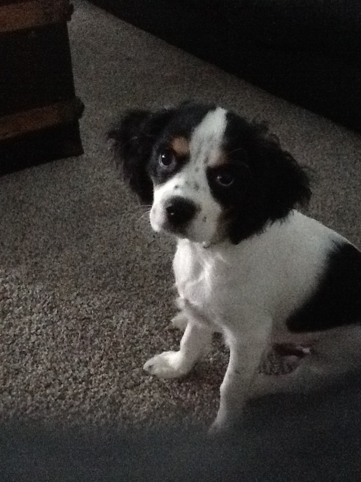 Morkie Puppy for Adoption
