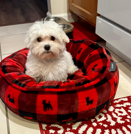 Maltese