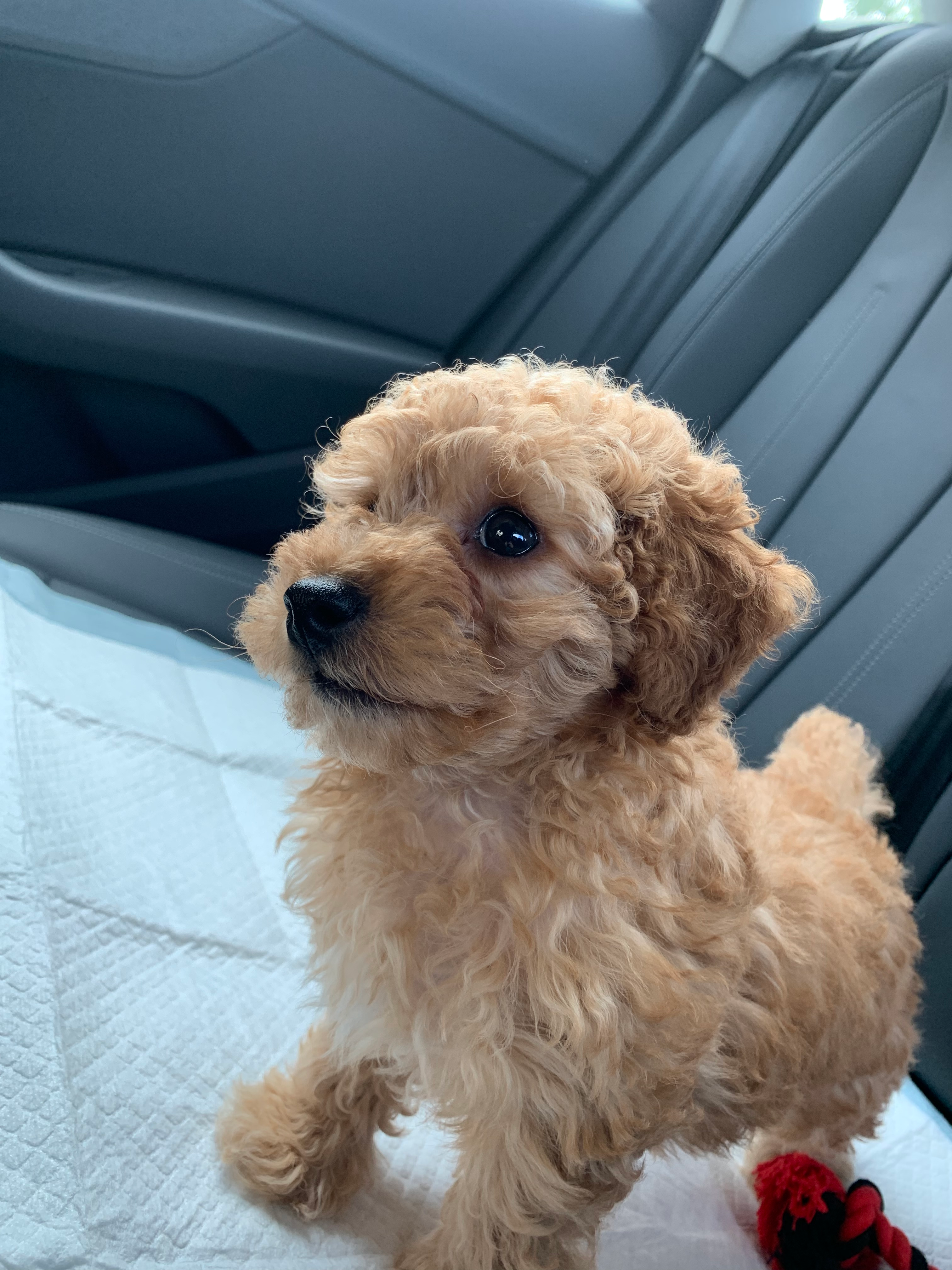 Poodle Pup Being Cute