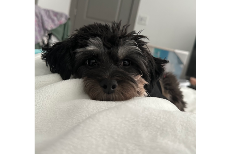 Cute Mini Aussiedoodle Baby