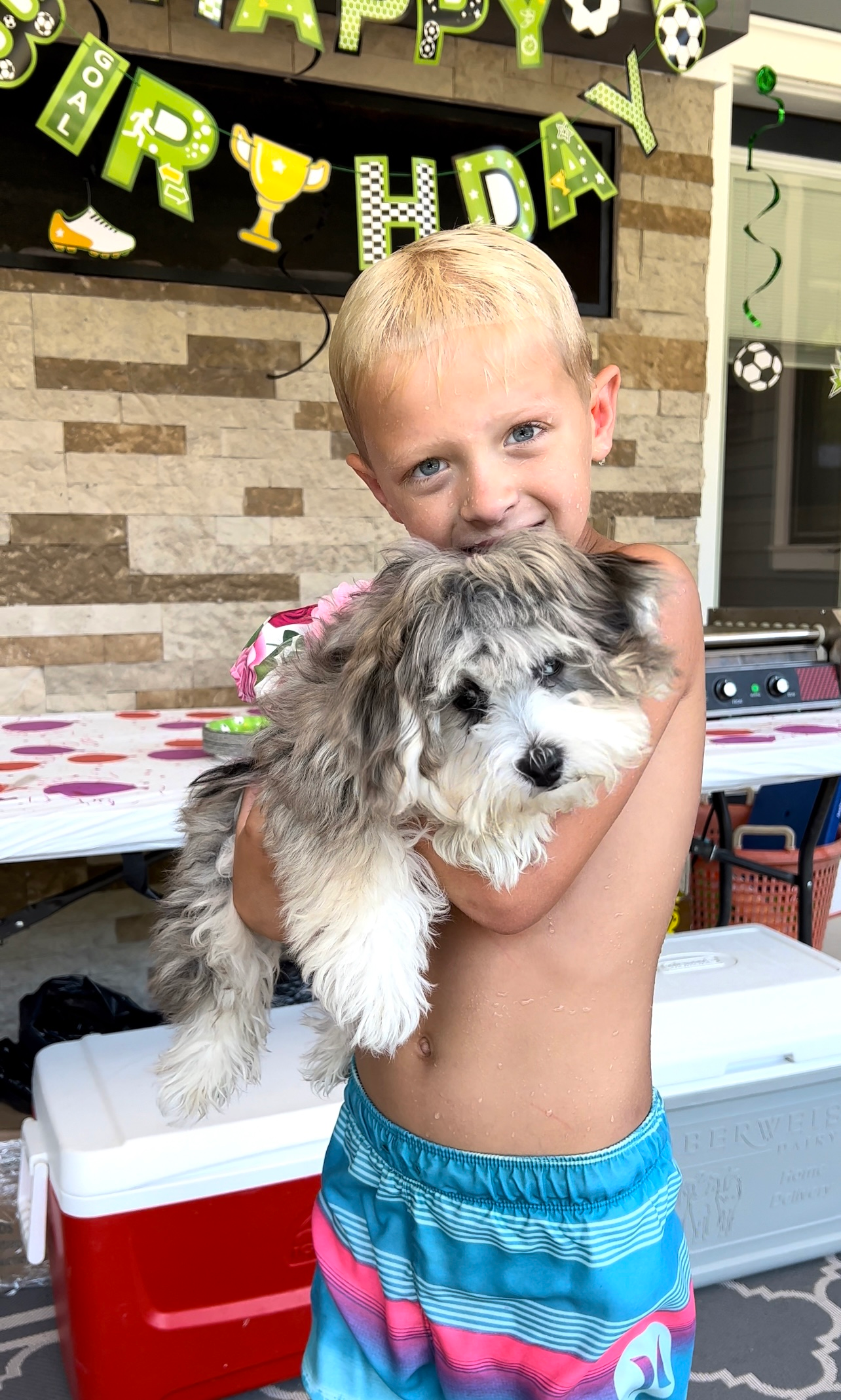 Cute Maltepoo Poodle Mix Puppy