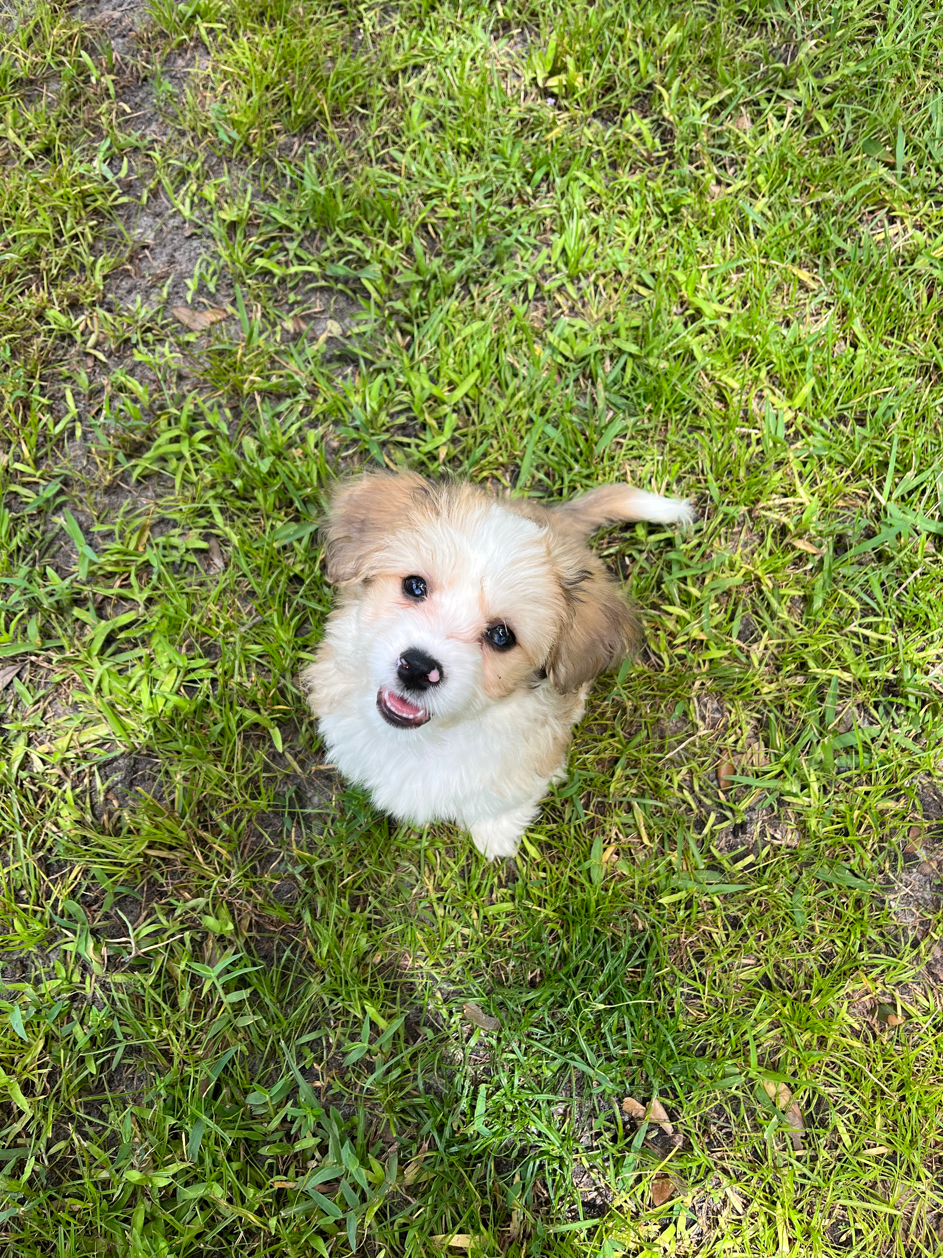 Aussiechon Pup Being Cute