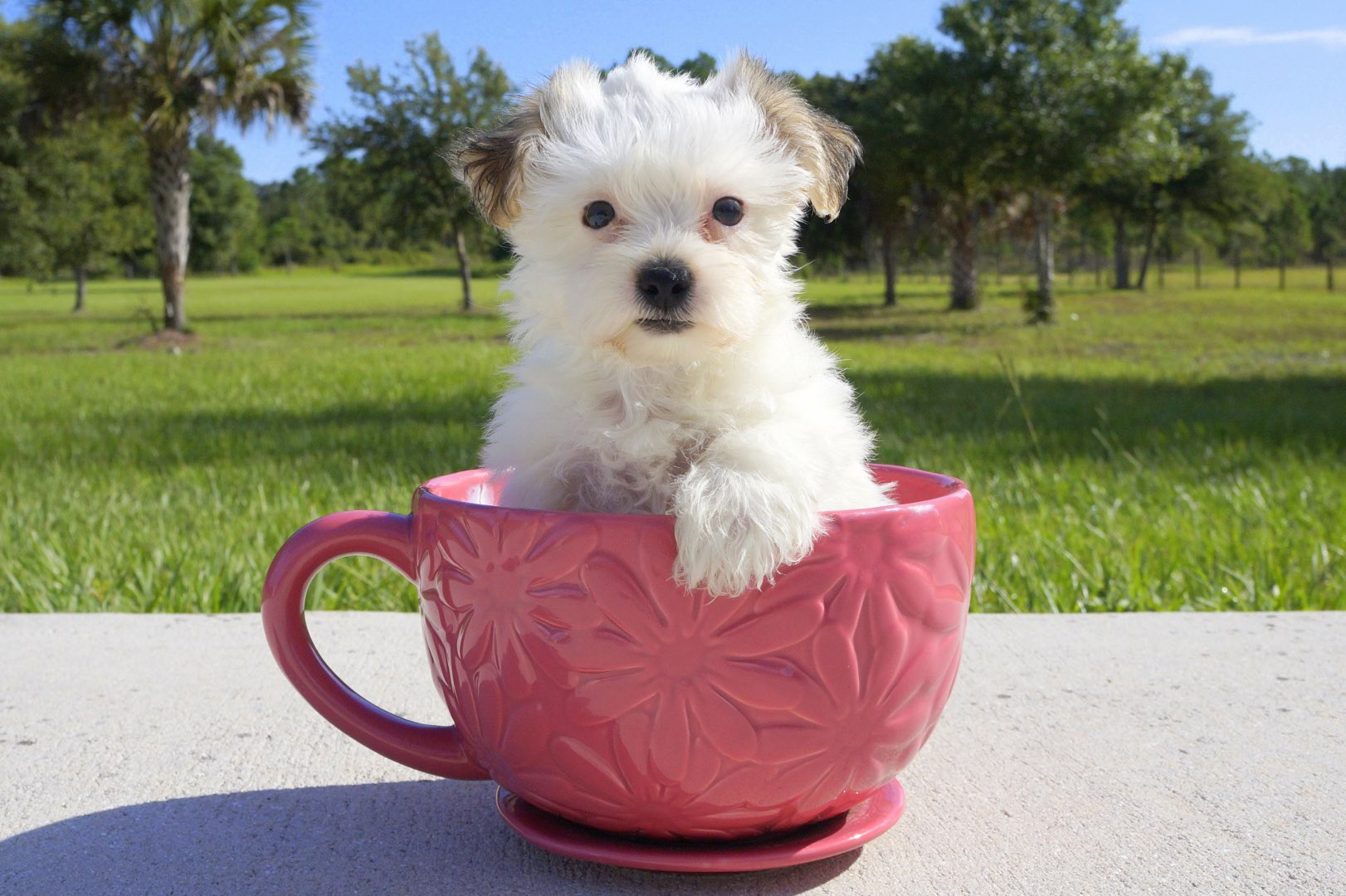 Cute Shichon Designer Puppy