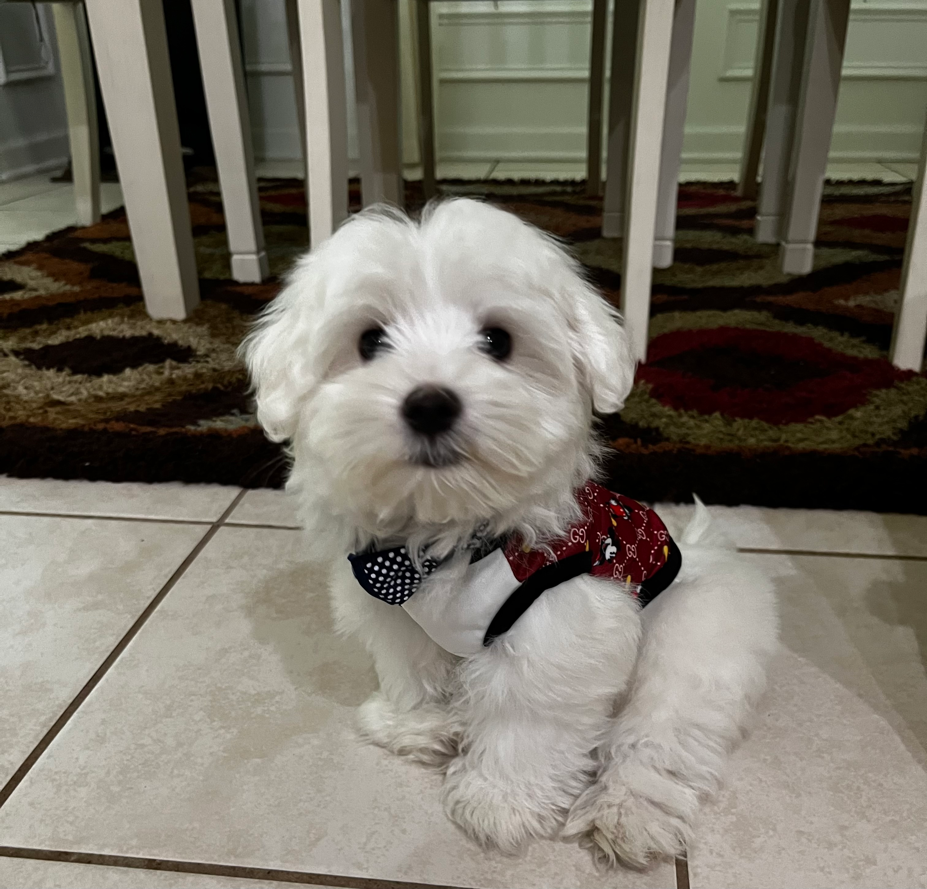 Best Maltese Baby
