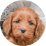 Cockapoo Puppies For Sale - Florida Fur Babies