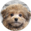 Pomapoo Puppy For Sale - Florida Fur Babies Pomapoo Puppy For Sale - Florida Fur Babies