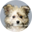 Pomachon Puppy For Sale Florida Fur Babies Pomachon Puppy For Sale - Florida Fur Babies