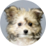 Pomachon Puppy For Sale - Florida Fur Babies