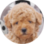 Poochon Puppy For Sale - Florida Fur Babies
