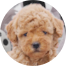Poochon Puppies For Sale - Florida Fur Babies