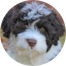 Portuguese Water Dog Puppies For Sale - Florida Fur Babies