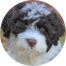 Portuguese Water Dog Puppy For Sale - Florida Fur Babies