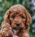 Mini Irish Doodle Puppies For Sale - Florida Fur Babies