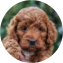 Mini Irish Doodle Puppy For Sale - Florida Fur Babies
