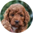 Mini Irish Doodle Puppy For Sale - Florida Fur Babies