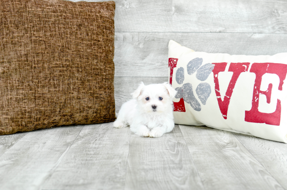Meet Nathan - our Maltese Puppy Photo 1/4 - Florida Fur Babies