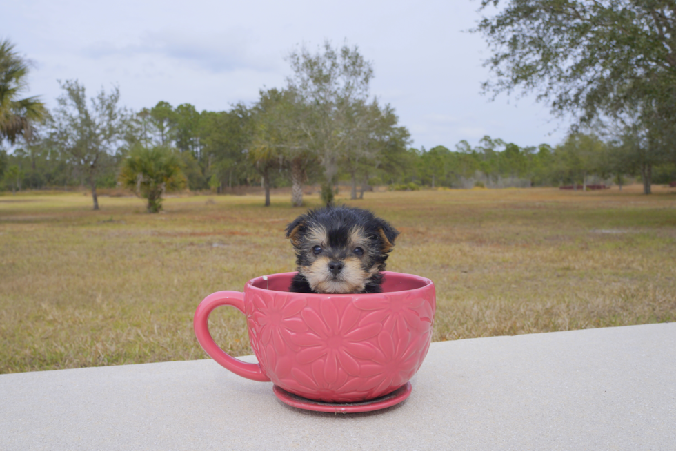 Meet Bravo - our Morkie Puppy Photo 1/4 - Florida Fur Babies