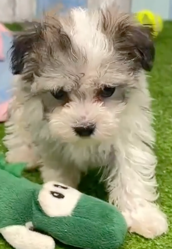 Cute Havachon Designer Pup