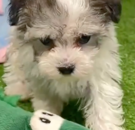 Havashon Puppies For Sale - Florida Fur Babies