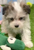 Cute Havachon Designer Pup