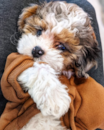 Puppy For Sale - Florida Fur Babies Puppy For Sale - Florida Fur Babies