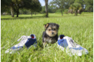 Meet  Emily - our Morkie Puppy Photo 1/3 - Florida Fur Babies