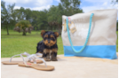 Meet Madison - our Yorkshire Terrier Puppy Photo 4/5 - Florida Fur Babies