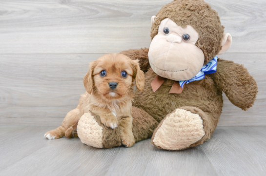 17 week old Cavalier King Charles Spaniel Puppy For Sale - Florida Fur Babies