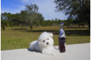Meet  Merry - our Maltese Puppy Photo 1/4 - Florida Fur Babies