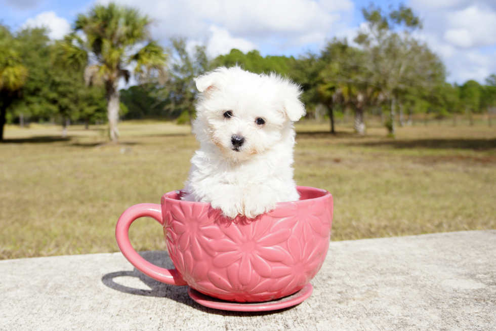Meet Aspen - our Maltese Puppy Photo 2/2 - Florida Fur Babies
