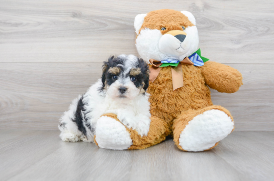 19 week old Maltipoo Puppy For Sale - Florida Fur Babies