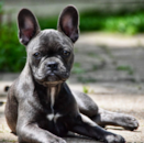 Puppy For Sale - Florida Fur Babies Puppy For Sale - Florida Fur Babies