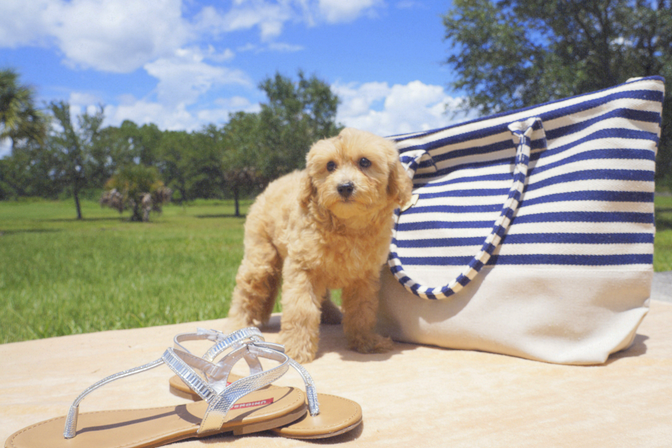 Meet Charlotte - our Mini Goldendoodle Puppy Photo 1/6 - Florida Fur Babies