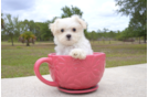 Meet Zale - our Maltese Puppy Photo 2/3 - Florida Fur Babies
