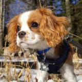 Cute Cavalier King Charles Spaniel Purebred Pup