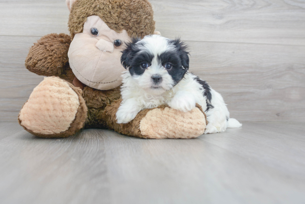 Meet Emily - our Teddy Bear Puppy Photo 1/3 - Florida Fur Babies