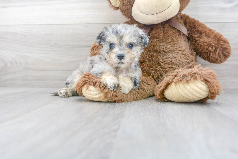 Meet Nikita - our Poochon Puppy Photo 2/3 - Florida Fur Babies