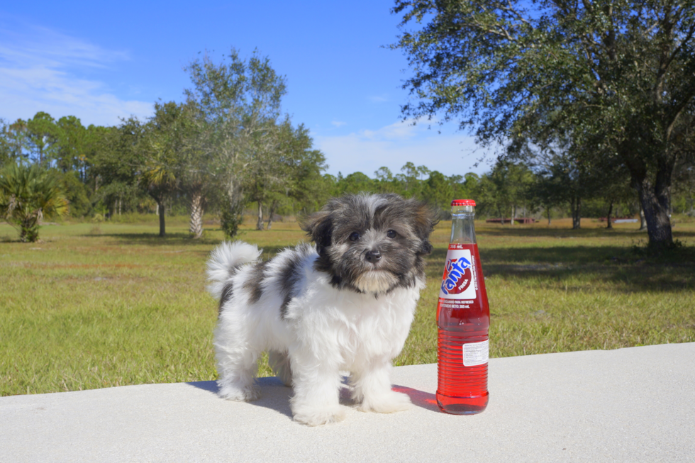Meet Joy - our Havanese Puppy Photo 3/3 - Florida Fur Babies