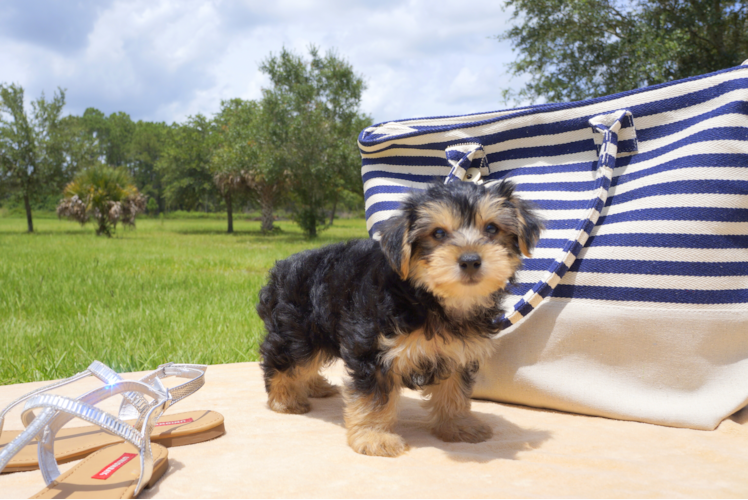 Meet  Rio - our Morkie Puppy Photo 3/4 - Florida Fur Babies