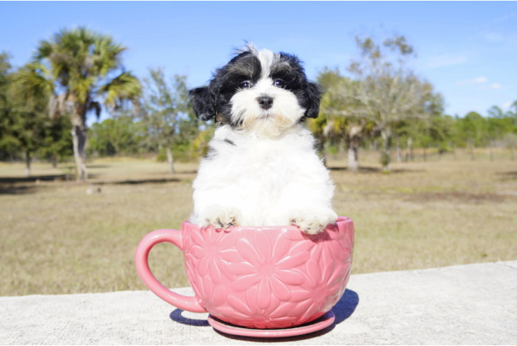 Meet Kate - our Havanese Puppy Photo 4/4 - Florida Fur Babies