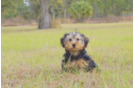 Meet Charlie - our Yorkie Poo Puppy Photo 2/2 - Florida Fur Babies