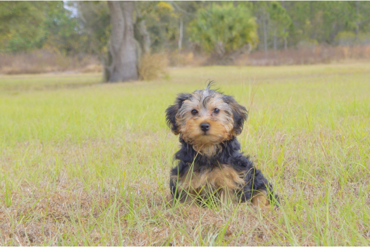Meet Charlie - our Yorkie Poo Puppy Photo 2/2 - Florida Fur Babies