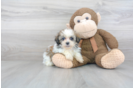Meet Arielle - our Teddy Bear Puppy Photo 1/3 - Florida Fur Babies