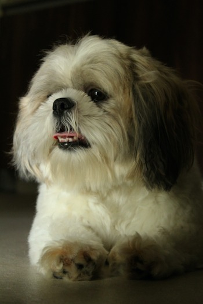 Cute Shitzu Purebred Pup