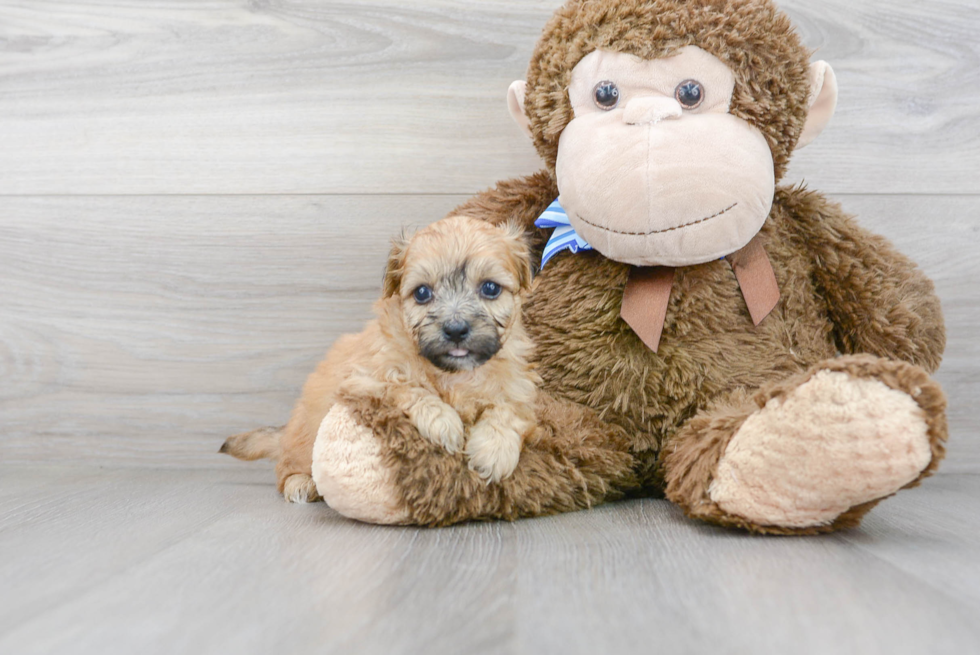 Meet Brutus - our Teddy Bear Puppy Photo 2/3 - Florida Fur Babies