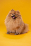 Cute Pomeranian Purebred Pup