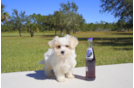 Meet Oakley - our Cavachon Puppy Photo 2/2 - Florida Fur Babies